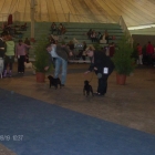 http://www.blackjadekennel.com/uploads/gallery/05ATK_and_Alpen-Adria_show_2010/Thumbnails/thumbnail_140_HPIM0187.jpg