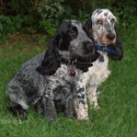 Jazmin and Zefir, the cocker spaniels