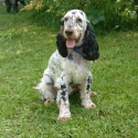 Jazmin and Zefir, the cocker spaniels