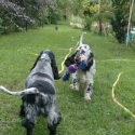 Jazmin and Zefir, the cocker spaniels