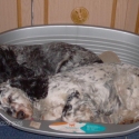 Jazmin and Zefir, the cocker spaniels