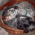 Jazmin and Zefir, the cocker spaniels