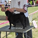 CACIB DOGSHOW - KOMÁROM, 12. 06. 2011.