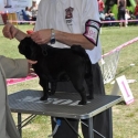 CACIB DOGSHOW - KOMÁROM, 12. 06. 2011.